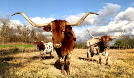 Texas Longhorns in the Texas Hill Country