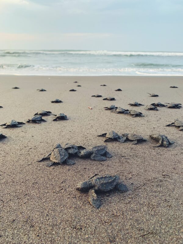 Sea turtle hatchlings on South Padre Island breaking free from their nests, their first journey towards the safety of Gulf waters illustrating the relaxing island life under the watchful eye of the local Sea Turtle Rescue.