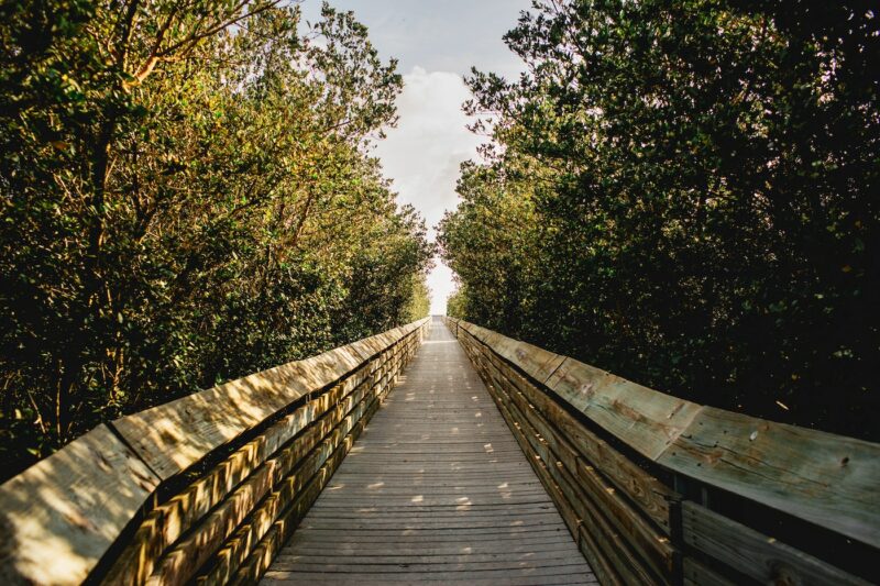 A serene wooden trail through lush green mangroves on South Padre Island, Texas, exhibiting the relaxing island life and rich greenery that makes this bird sanctuary a must-visit. Immerse yourself in the relaxing island life as you traverse this tranquil wooden pathway through the verdant mangroves of South Padre Island's bird sanctuary. Amid the warmth of Texas, the abundant greenery offers a refreshing embrace. #SouthPadreIsland #SPI #Texas #NatureTrail #Greenery #BirdSanctuary